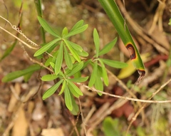 Euphorbia kraussiana