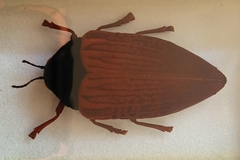 Sternocera hildebrandti