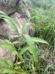 Persicaria decipiens