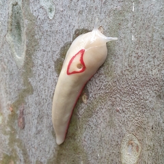 Triboniophorus graeffei