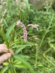Persicaria decipiens