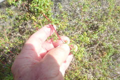 Cliffortia ferruginea