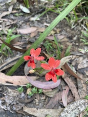 Freesia laxa