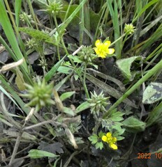 Ranunculus muricatus