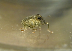 Parethelcus pollinarius