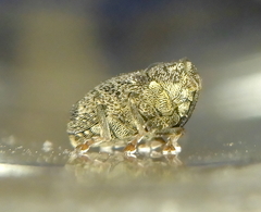 Parethelcus pollinarius