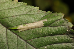 Phyllonorycter tristrigella