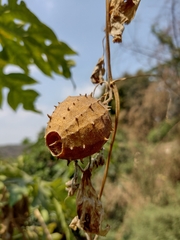 Luffa operculata