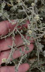 Helichrysum patulum