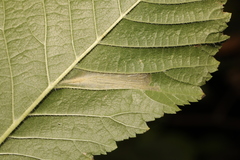 Phyllonorycter tristrigella