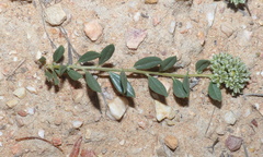 Limeum telephioides telephioides