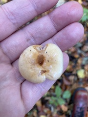 Lactarius pubescens