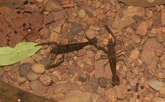 Macrobrachium asperulum