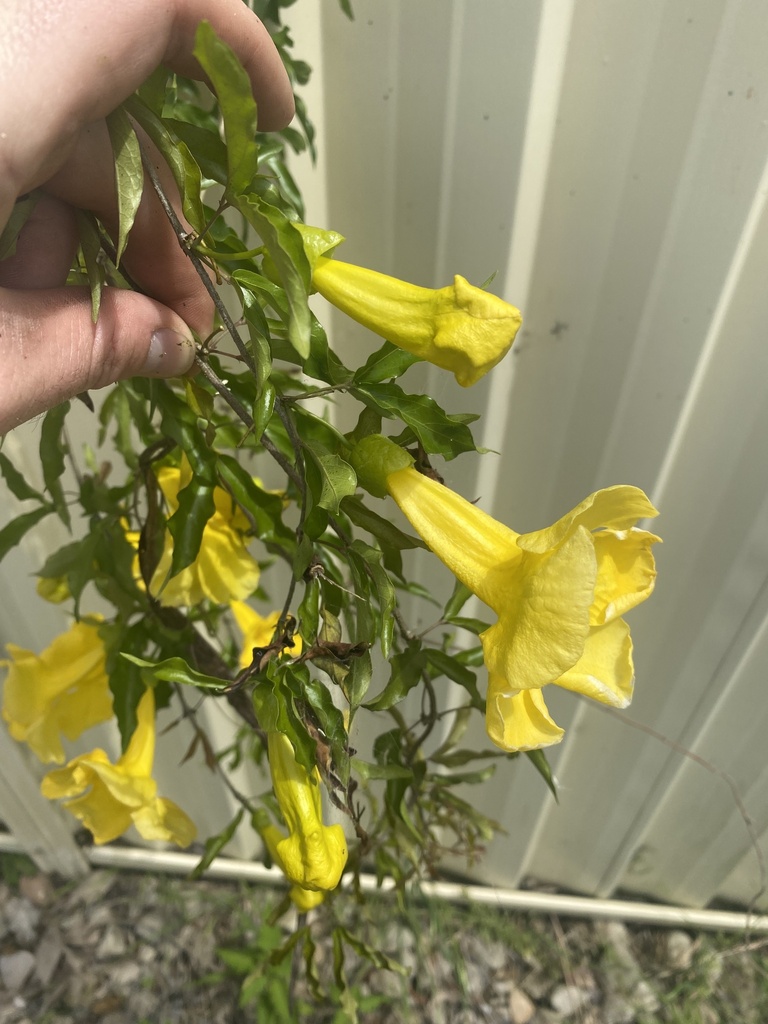 Catclaw vine from Noel St, Marayong, NSW, AU on October 31, 2022 at 12