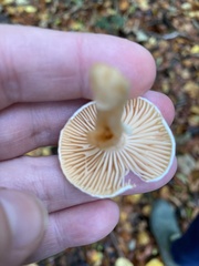 Lactarius pubescens