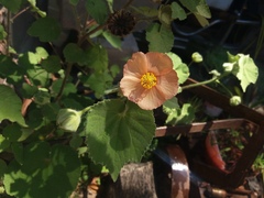 Callianthe pauciflora