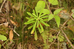 Euphorbia kraussiana