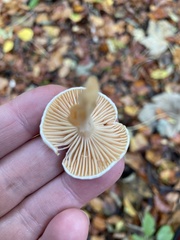Lactarius pubescens
