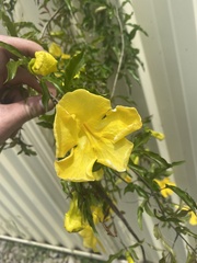 Dolichandra unguis-cati