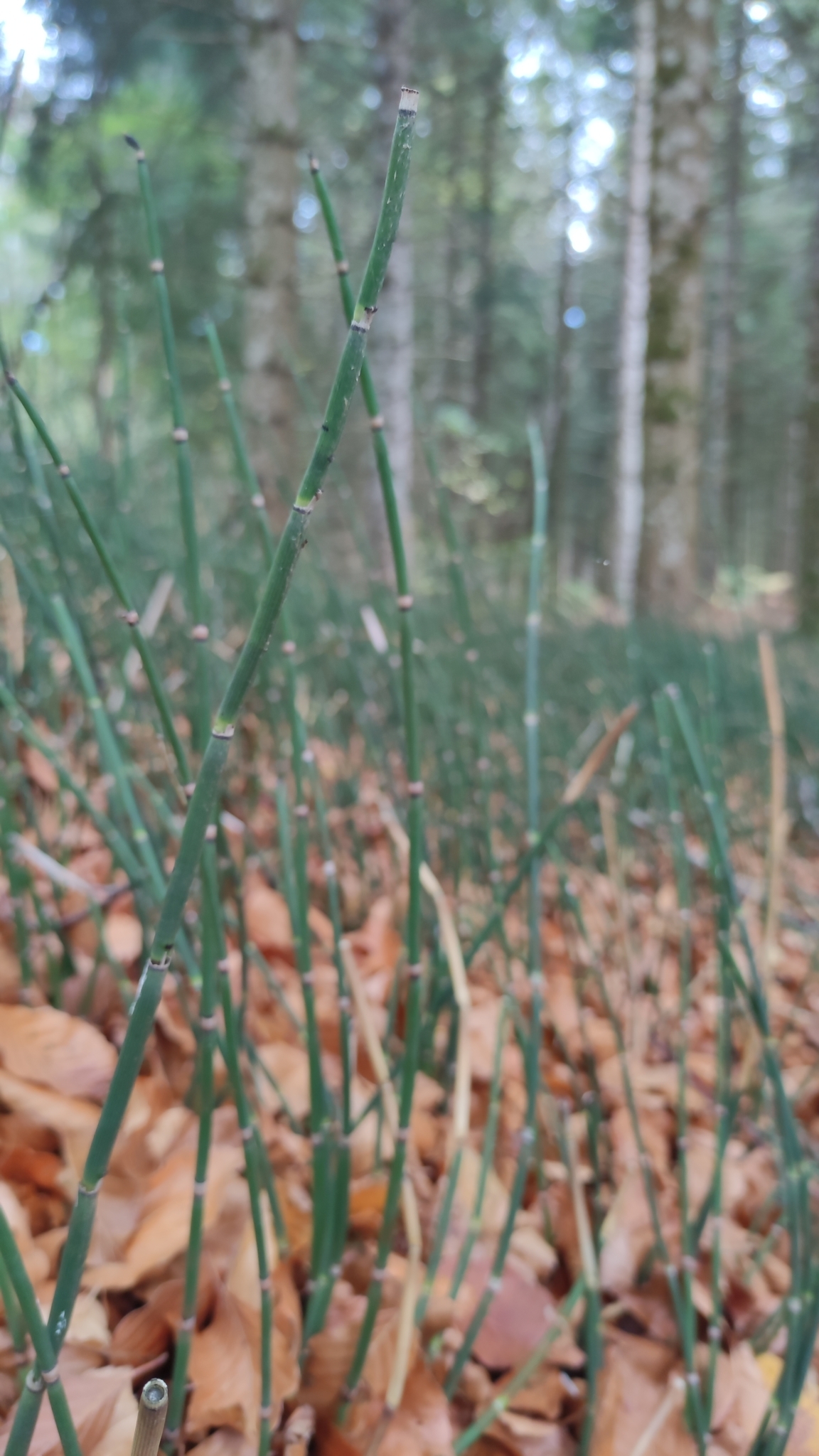 Equisetum hyemale ssp. hyemale