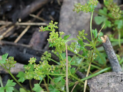 Hydrocotyle callicarpa