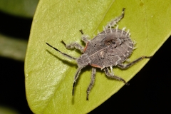 Pseudatelus