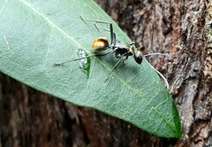 Polyrhachis brisbanensis