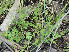 Hydrocotyle callicarpa