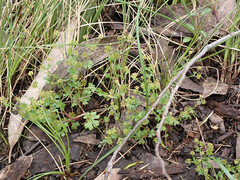 Hydrocotyle callicarpa