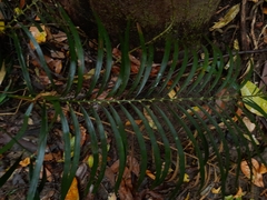 Macrozamia lucida