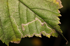 Stigmella lemniscella