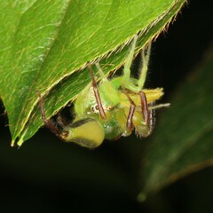 Mopsus mormon