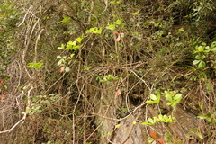 Cussonia thyrsiflora