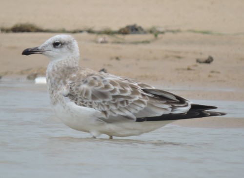 Pallas's Gull
