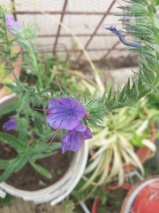 Echium