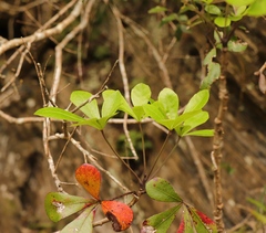Cussonia thyrsiflora