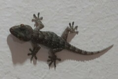 Tarentola gomerensis