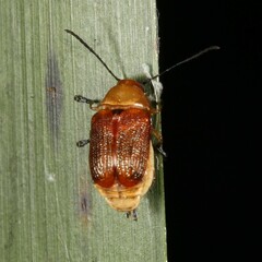 Aporocera