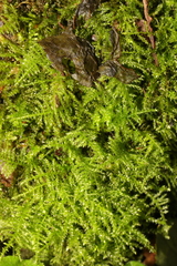 Kindbergia praelonga