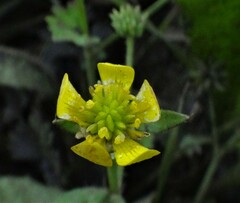 Ranunculus muricatus