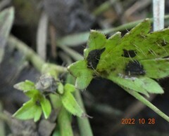 Ranunculus muricatus