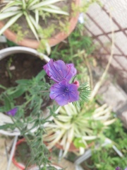 Echium