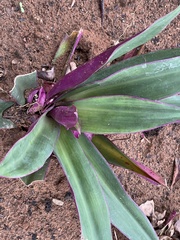 Tradescantia spathacea