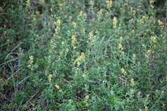 Tetragonia fruticosa