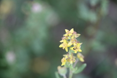 Tetragonia fruticosa