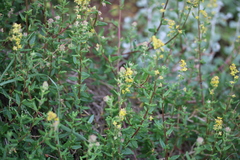 Tetragonia fruticosa