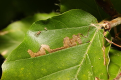 Stigmella hemargyrella