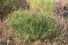 Agathosma orbicularis