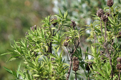 Leonotis leonurus