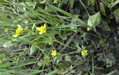 Ranunculus muricatus